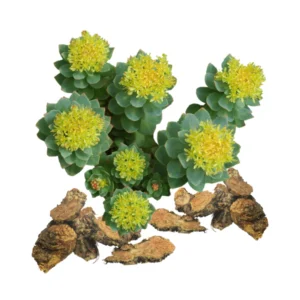 Rhodiola-Rosea